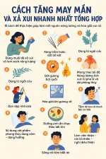 Một hình minh họa tổ.jpg